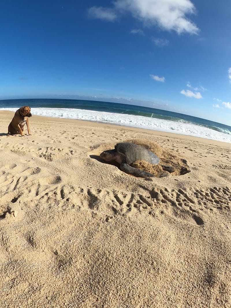 Sea turtle on Pedregal beach — one of the wildlife moments guests experience at our Cabo San Lucas vacation rental