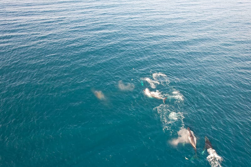 Whale watching by the Arch of Cabo San Lucas — January through March from our vacation rental