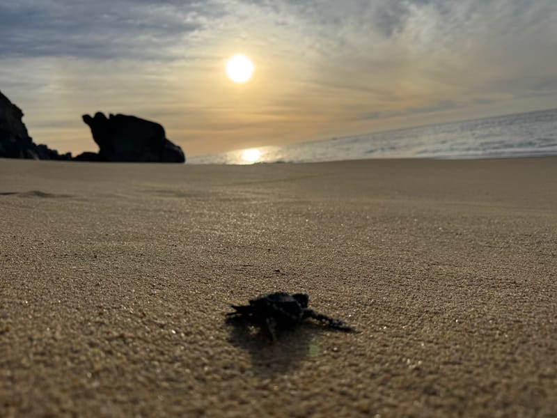 Sea turtle hatchling release on Pedregal beach — an October ritual guests at our Cabo San Lucas vacation home get to witness