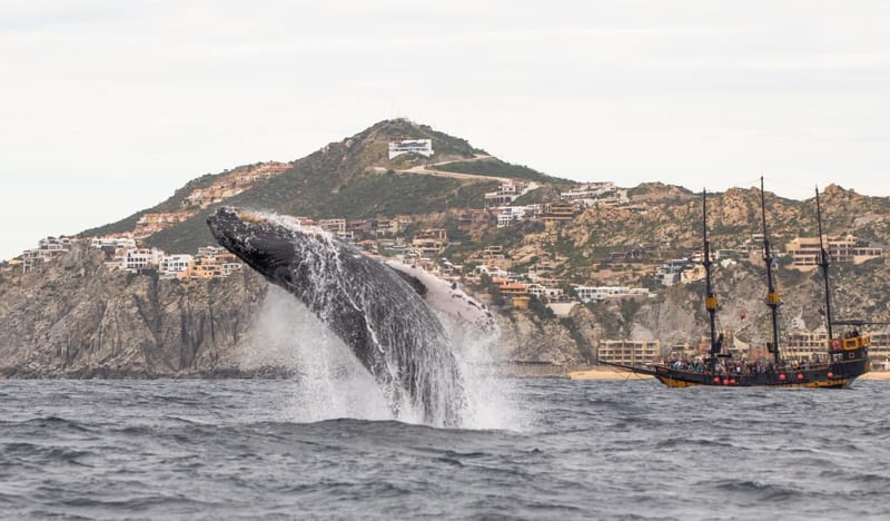 Gray whale close-up in Cabo San Lucas Bay — winter season for guests at our Pedregal Towers Airbnb
