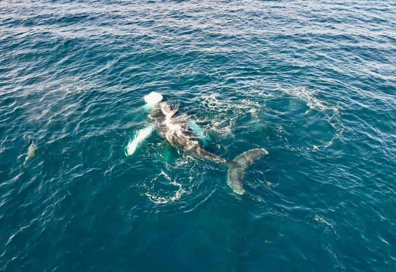 Whale watching tour, a winter favorite for Airbnb and VRBO guests staying at Pedregal Towers