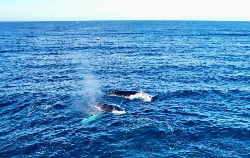 Gray whale in Cabo San Lucas Bay — winter guests at our Cabo Airbnb rental see this from the boat